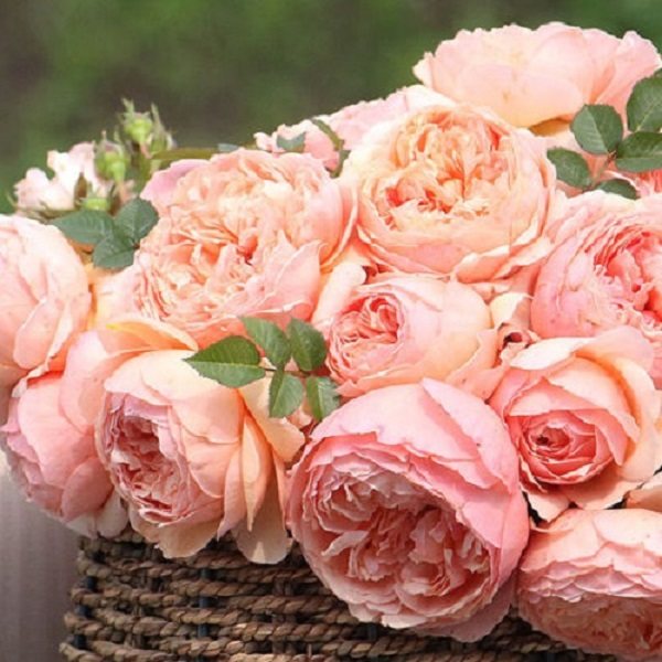 真宙 新品日月 对版 切花 灌木月季浓香杏粉色阳台庭院盆栽花卉,淘宝优惠券,粉丝福利购,淘宝优惠卷