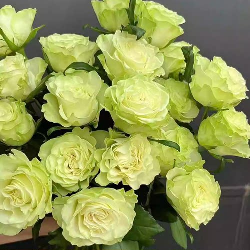 小乔 【中苗】新品月季玫瑰花苗绿色阳台盆栽花卉植物土培 - 图1