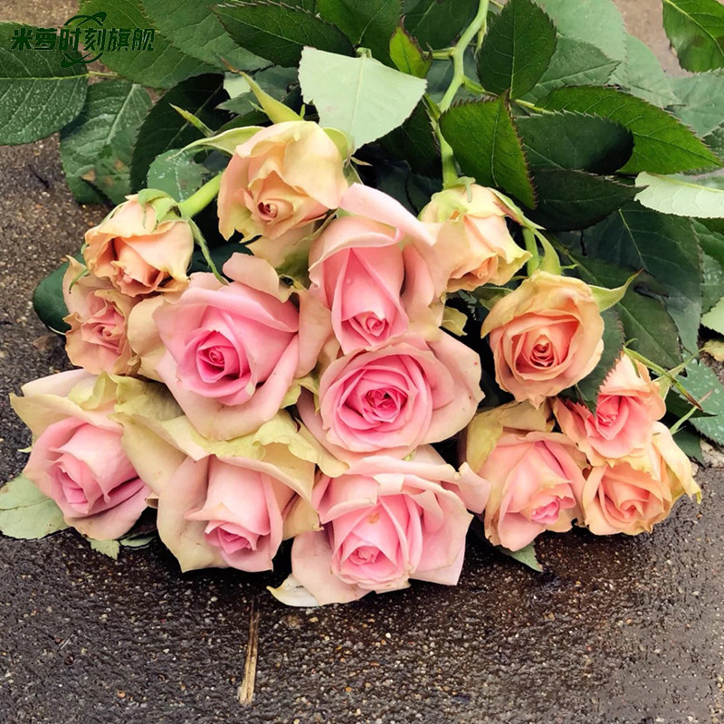 新星月季花苗开花粉色玫瑰花室内阳台盆栽四季好养花卉绿植树苗,淘宝优惠券,粉丝福利购,淘宝优惠卷