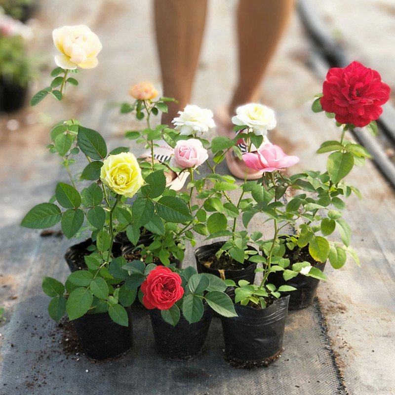 小苗藤本月季花苗果汁阳台开花玫瑰绿植室内盆栽四季好养蔷薇藤本,淘宝优惠券,粉丝福利购,淘宝优惠卷
