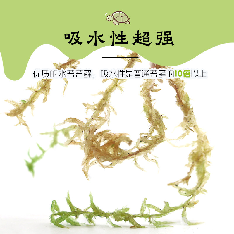 乌龟专用特优高保湿苔藓～不积水冬眠新手垫材垫料冬眠,淘宝优惠券,粉丝福利购,淘宝优惠卷
