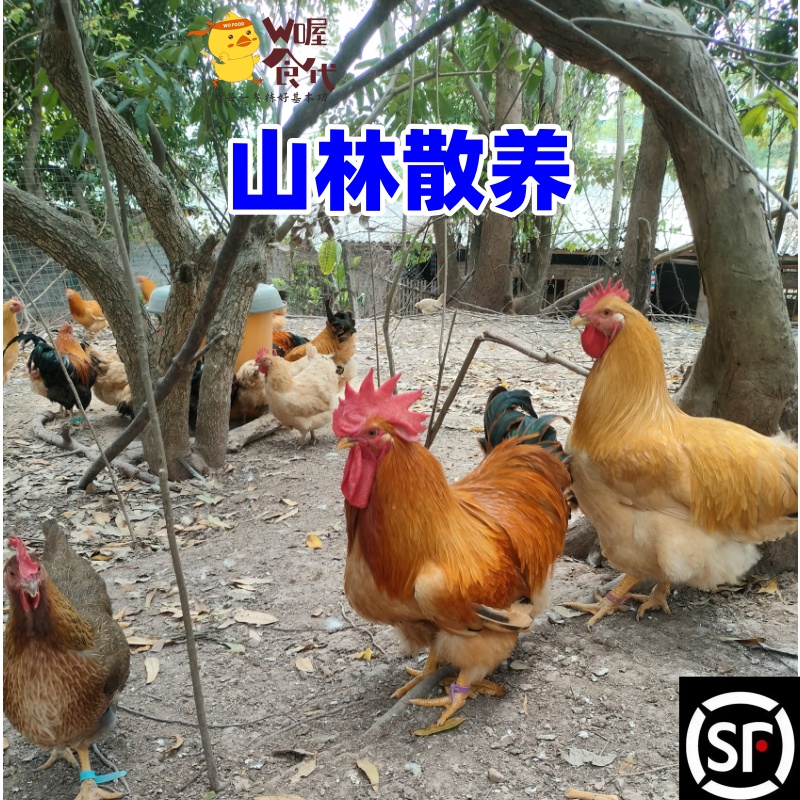 顺丰包邮大公鸡清远鸡文昌鸡三黄鸡正宗农家生态散养走地鸡活鸡 - 图0