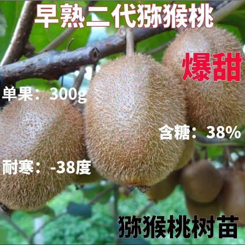 特大红心猕猴桃树苗耐寒猕猴桃盆栽地栽南方北方种植地栽果树苗,淘宝优惠券,粉丝福利购,淘宝优惠卷