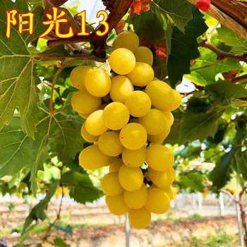 黄金阳光十三玫瑰葡萄树苗爬藤葡萄苖果树果苗南方北方种植果树苗,淘宝优惠券,粉丝福利购,淘宝优惠卷