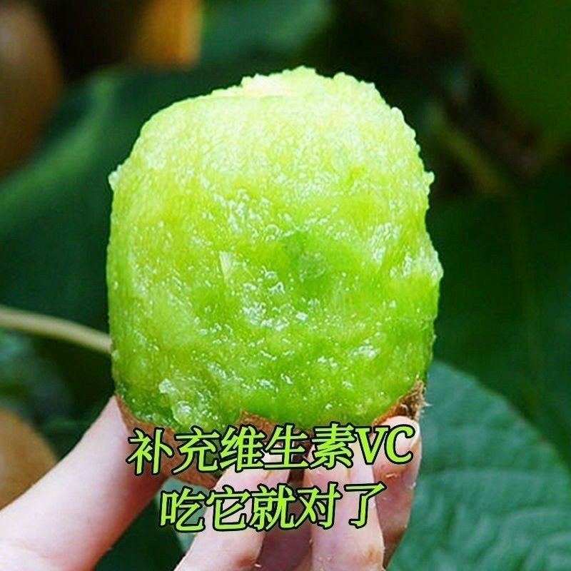 徐香猕猴桃树苗盆栽地栽江山绿心奇异果树苗南北方种植猕猴桃苗,淘宝优惠券,粉丝福利购,淘宝优惠卷