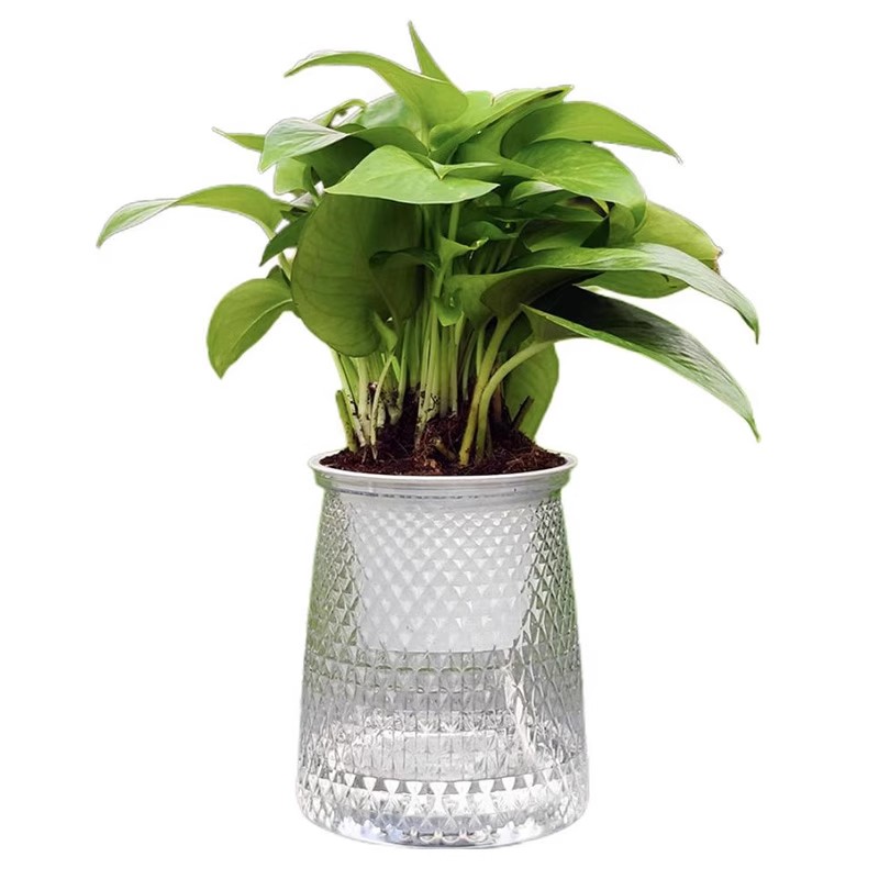 自吸水花盆家用塑料多肉懒人繁星透明加厚桌面水培绿萝双层花卉盆 - 图3