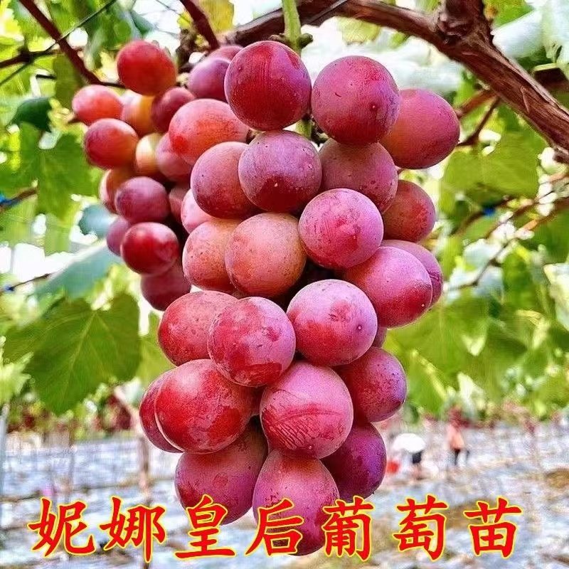 新品种妮娜皇后葡萄苗正宗嫁接葡萄树苗南方北方种植盆栽地栽包邮,淘宝优惠券,粉丝福利购,淘宝优惠卷