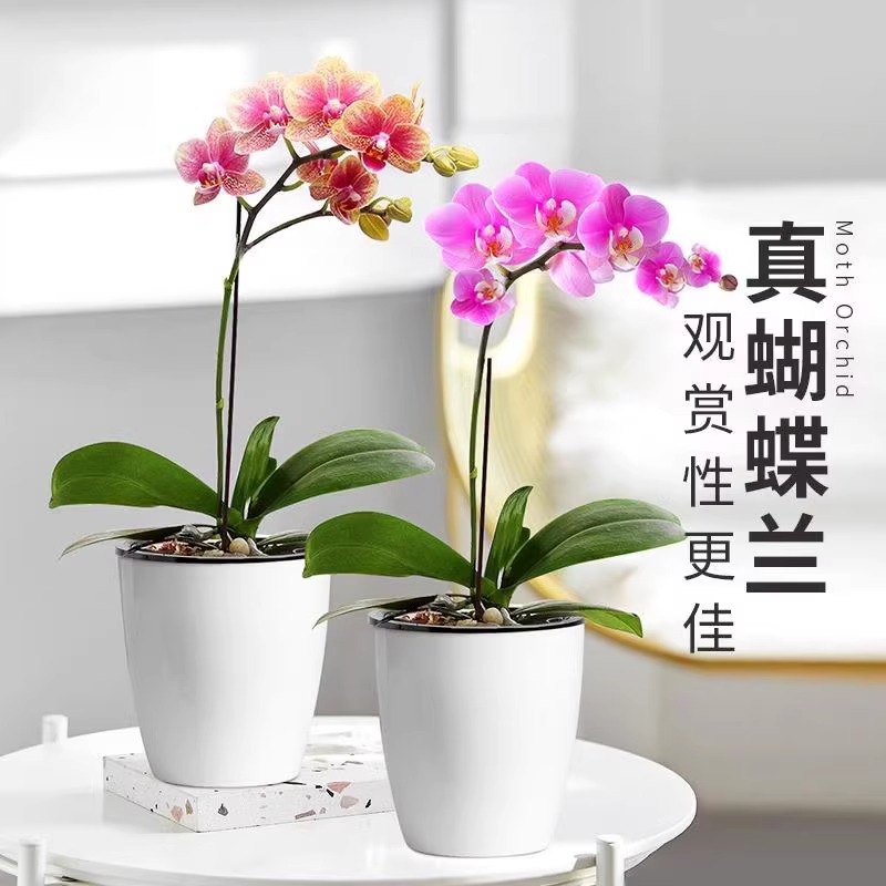 【带花发货】蝴蝶兰花苗带花剑兰花盆栽大苗室内植物花卉四季好养 - 图0