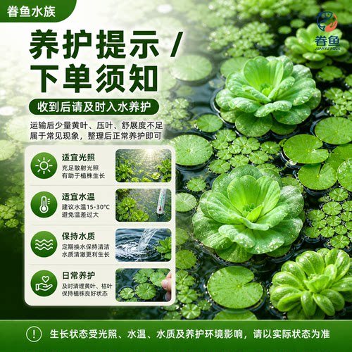 浮萍水草植物鱼缸水芙蓉一叶莲水葫芦净化水质造景水培和鱼共养 - 图3