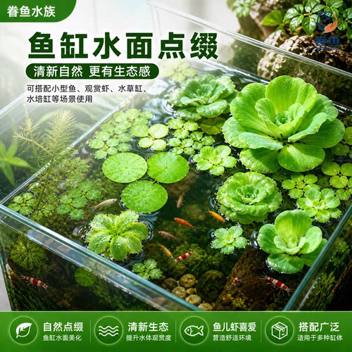浮萍水草植物鱼缸水芙蓉一叶莲水葫芦净化水质造景水培和鱼共养 - 图0