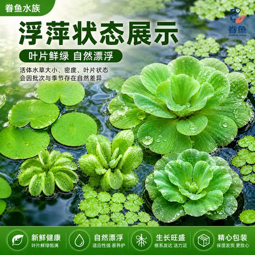 浮萍水草植物鱼缸水芙蓉一叶莲水葫芦净化水质造景水培和鱼共养 - 图2