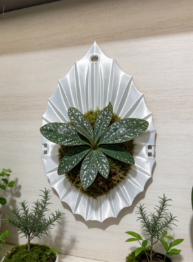 流光鹿角蕨板透光壁挂绿植上板支架种植板悬挂式装饰盆ins风软装