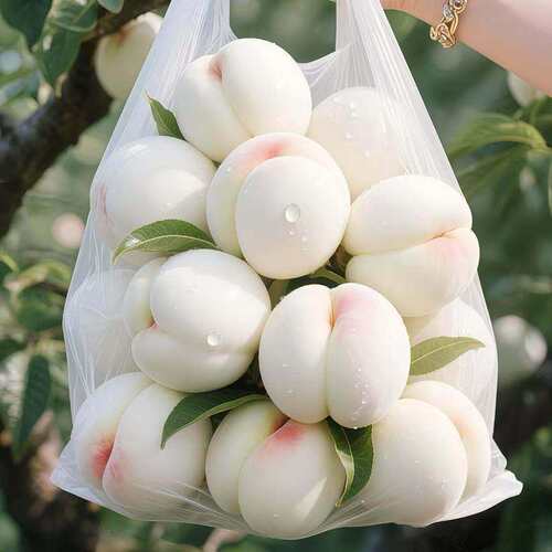 特大耐寒超甜桃树苗嫁接桃苗蜂糖白玉桃苗南方北方种植当年结果 - 图1