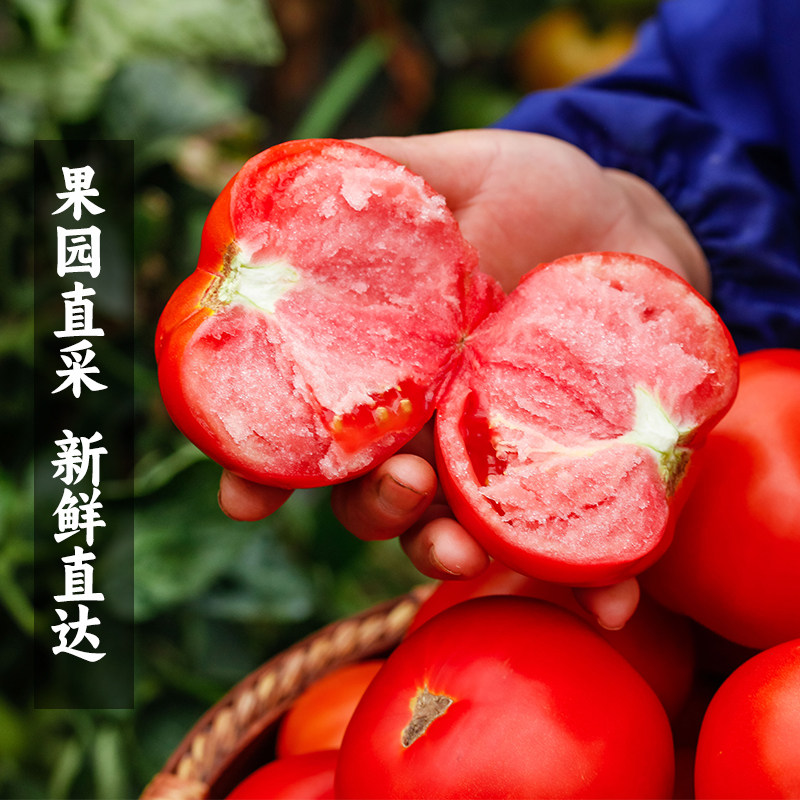 陕西泾阳普罗旺斯西红柿当季新鲜沙瓤番茄自然成熟生吃水果蔬菜