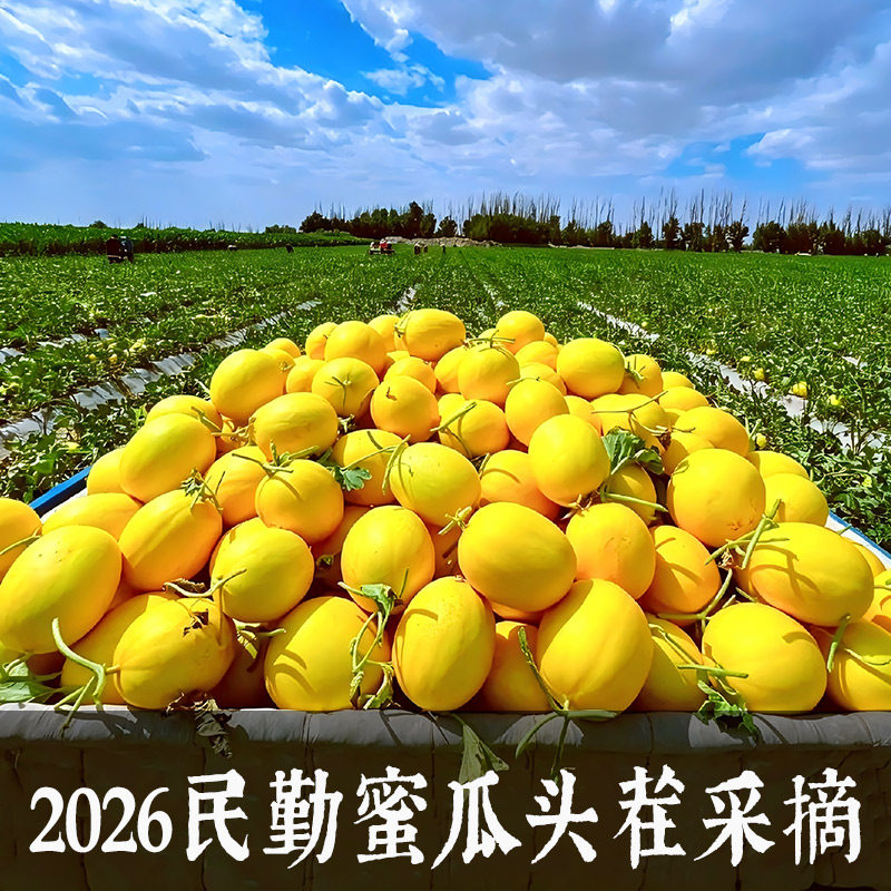 甘肃民勤蜜瓜沙漠黄河甜瓜哈密瓜新鲜水果当季整箱当季香金红宝