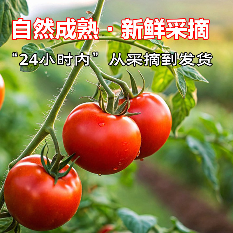 陕西泾阳普罗旺斯西红柿新鲜自然熟水果当季沙瓤西红柿番茄蔬菜