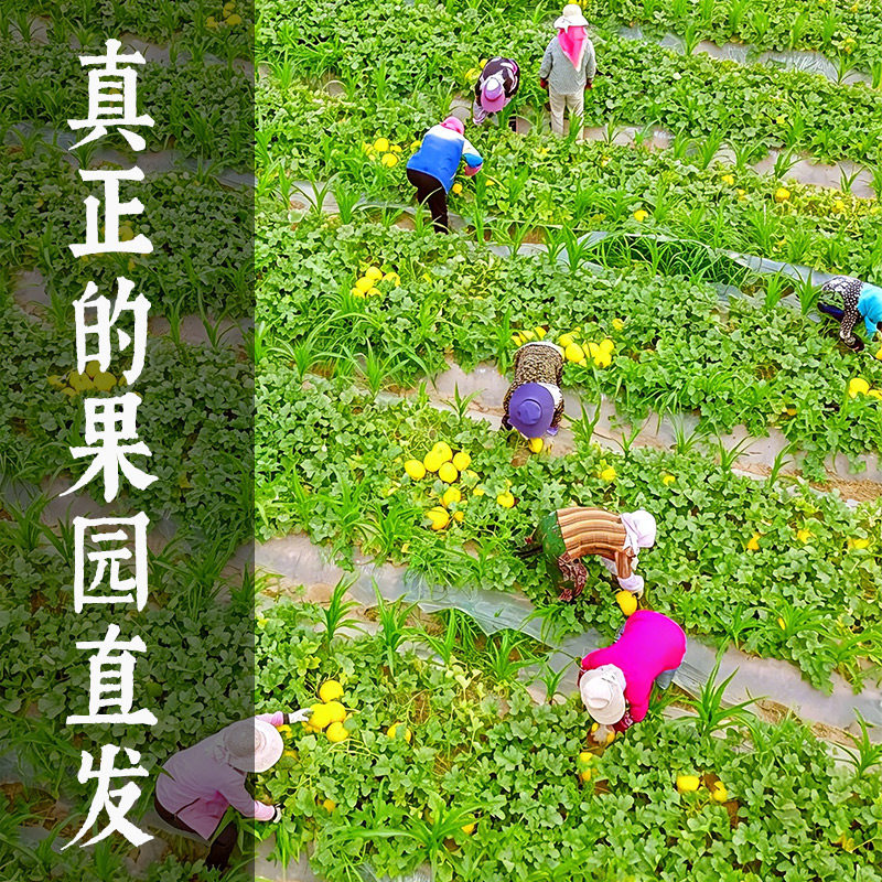甘肃民勤蜜瓜沙漠黄河甜瓜哈密瓜新鲜水果当季整箱当季香金红宝