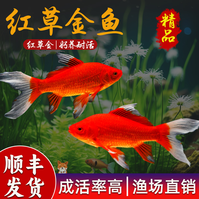 长尾大红草金活体金鱼活鱼锦鲤好养淡水观赏鱼冷水淡水不加温鱼苗 - 图2
