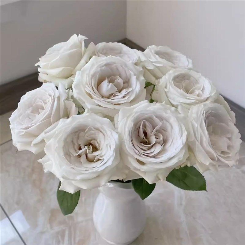 银色衬裙月季花苗开花玫瑰小苗四季盆栽花卉爬藤植物蔷薇树苗绿植,淘宝优惠券,粉丝福利购,淘宝优惠卷