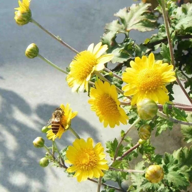 天然野菊花苗四季可种菊花花苗野菊花老根山菊花小金菊野菊花盆栽