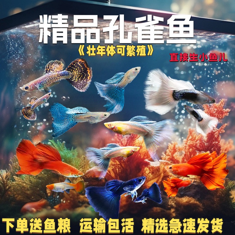 孔雀鱼观赏鱼活体金鱼热带小型淡水马凤尾鱼好养耐活易繁殖斑鱼苗 - 图0