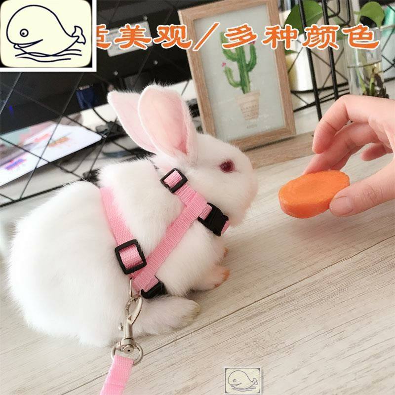 兔子牵引绳 龙猫豚鼠荷兰猪外出宠物胸背小型宠物用  遛兔绳,淘宝优惠券,粉丝福利购,淘宝优惠卷