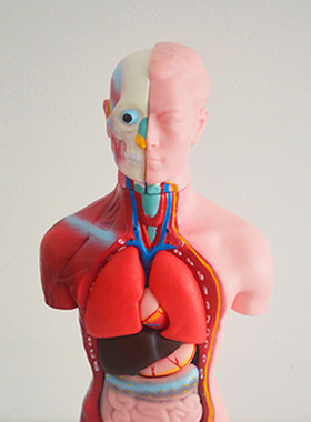 厂家供应 半身模型45cm 3301 PVC制作  生物模型教学仪器