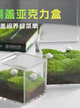 苔藓微景观室内桌面盆栽鲜活小绿植摆件办公室礼物迷你青苔生态瓶