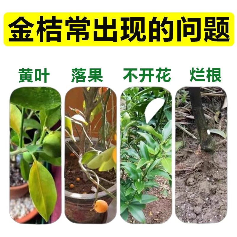 金桔树营养液专用肥料叶子发黄落叶枯叶掉果促生根开花盆栽通用型,淘宝优惠券,粉丝福利购,淘宝优惠卷