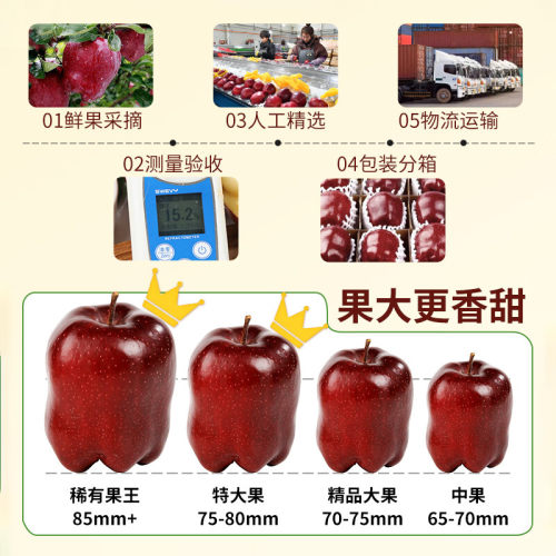 正宗甘肃天水花牛苹果10斤水果礼盒装粉面冰糖心新鲜应季整箱包邮 - 图2