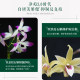 Hushuo Xiaoqing Bottle Acne Removal Essence Improves Acne Skin Removal Moisturizing Essence Acne Removal Essence