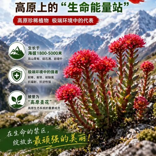 红景天精油高能量高原植物外用提高胶原再生能力合德医馆精制推荐 - 图1