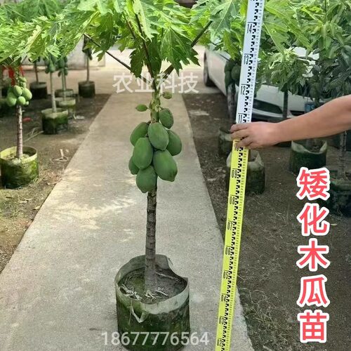 改良矮化木瓜苗冰糖牛奶红心木瓜大青特大水果黄金木瓜苗四季种植 - 图1