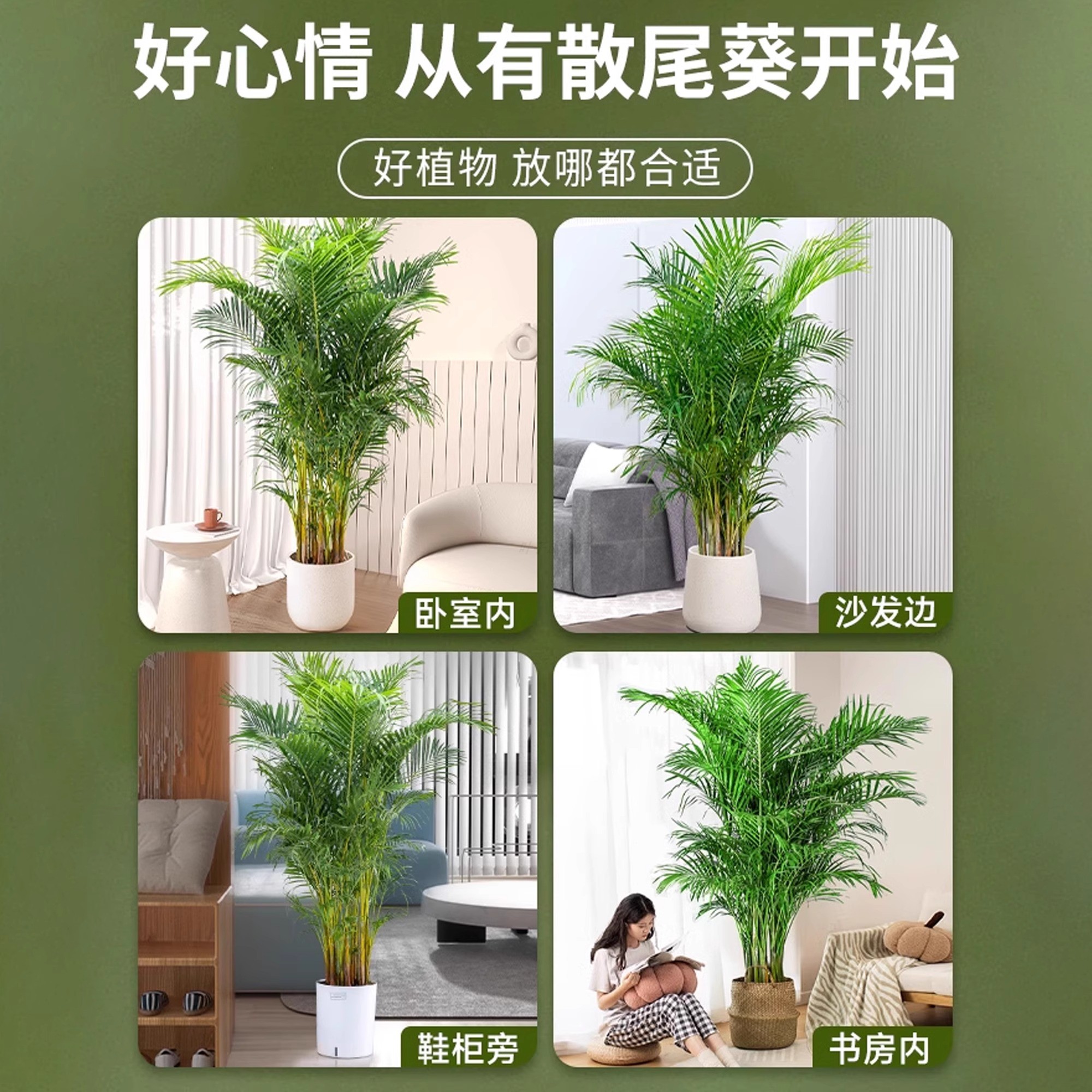 散尾葵植物盆栽客厅大型绿植室内落地办公室凤尾竹天堂鸟四季好养 - 图2