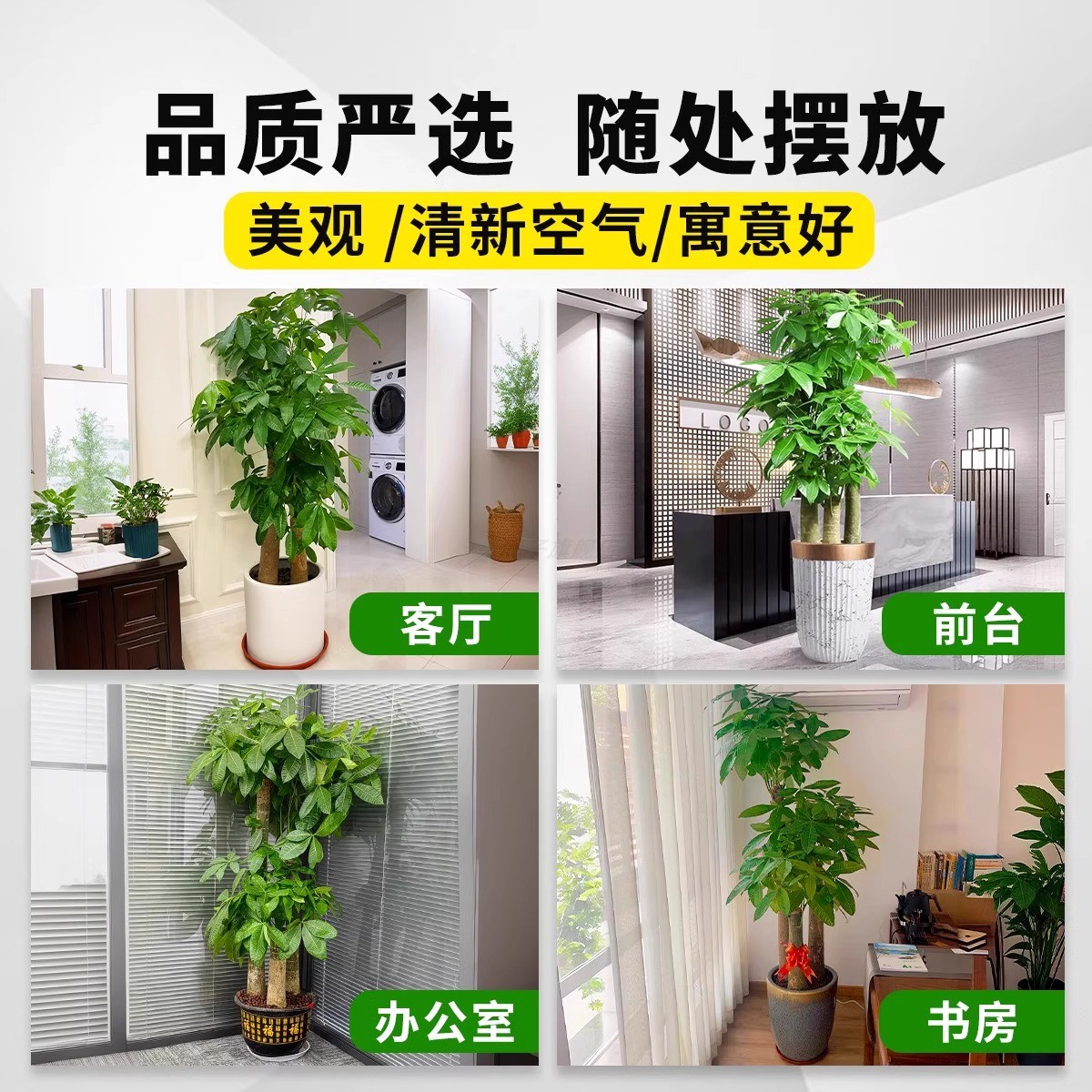 三杆步步高发财树客厅盆栽大乔迁新居办公室开业送礼招财大型绿植 - 图2