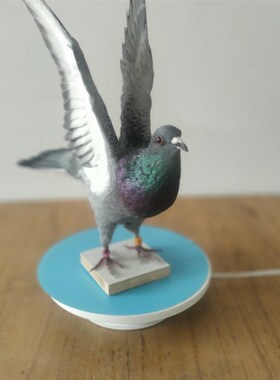 教学标本白鸽子灰鸽子 天然真鸽子标本 教学工艺品摆件