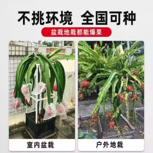 红心火龙果嫁接果苗盆栽南北方四季种植水果树苗阳台庭院当年结果 - 图1
