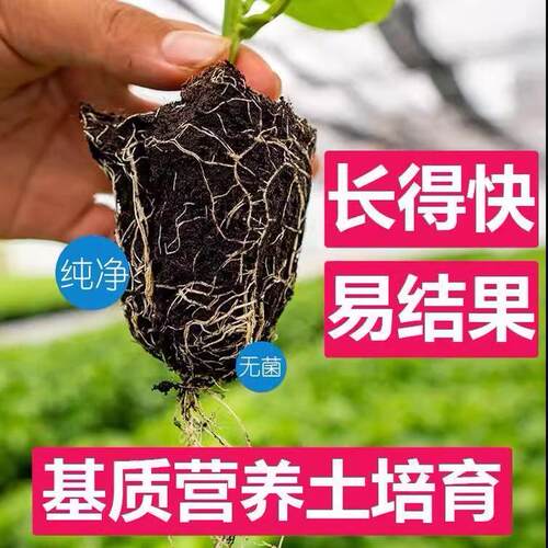 【1米特大苗】黄金九号百香苗果树果苗嫁接盆栽南方四季不断结果 - 图0