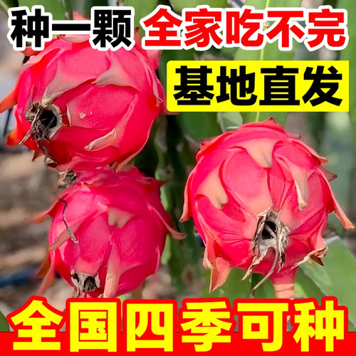 红心火龙果嫁接果苗盆栽南北方四季种植水果树苗阳台庭院当年结果 - 图0