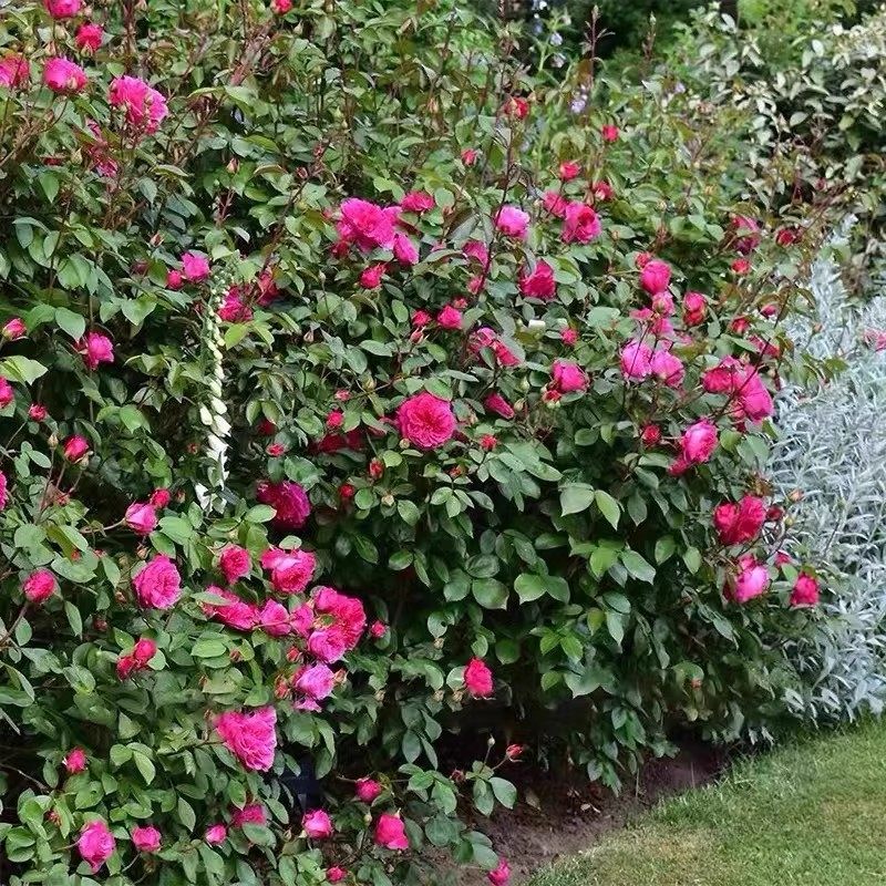 爱弗的玫瑰月季藤本爬藤花苗大花浓香盆栽庭院欧月盆栽花卉爬藤花,淘宝优惠券,粉丝福利购,淘宝优惠卷
