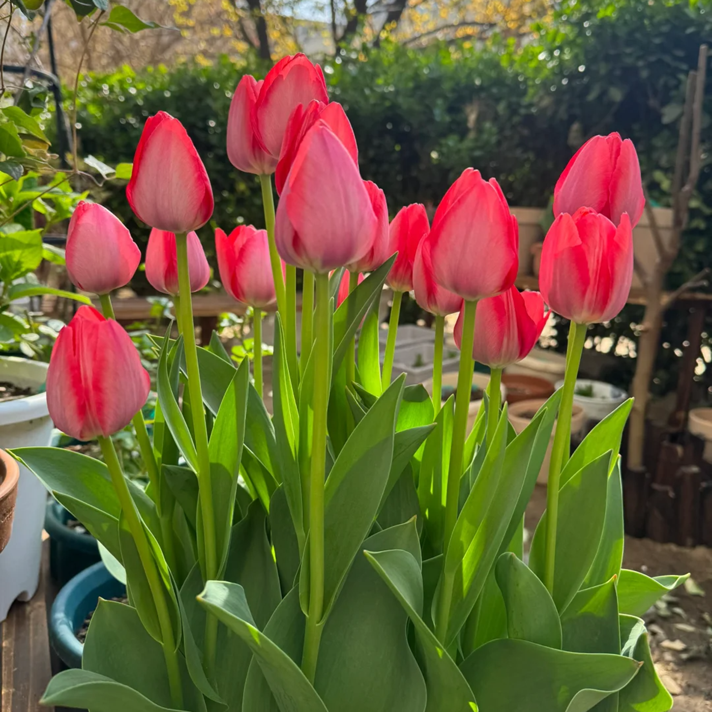 进口郁金香5颗大种球四季种植开花阳台耐寒土水培盆栽风信子花卉,淘宝优惠券,粉丝福利购,淘宝优惠卷