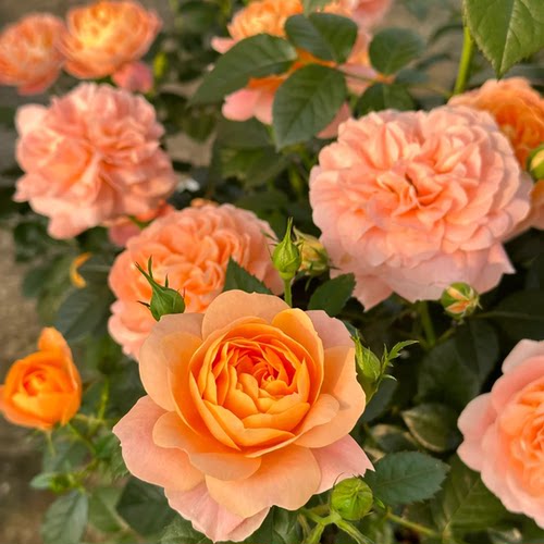 月季花苗四季花卉果汁阳台盆栽绿植室内外易活易开花蔷薇玫瑰庭院 - 图0