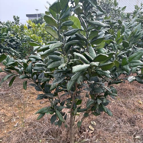 江西赣南脐橙苗嫁接纽荷尔橙子苗卡拉红肉血橙脐橙树苗赣州果树苗 - 图2