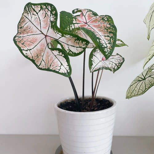 粉色飞溅彩叶芋盆栽室内阳台桌面绿植网红北欧风观叶植物四季好养 - 图1