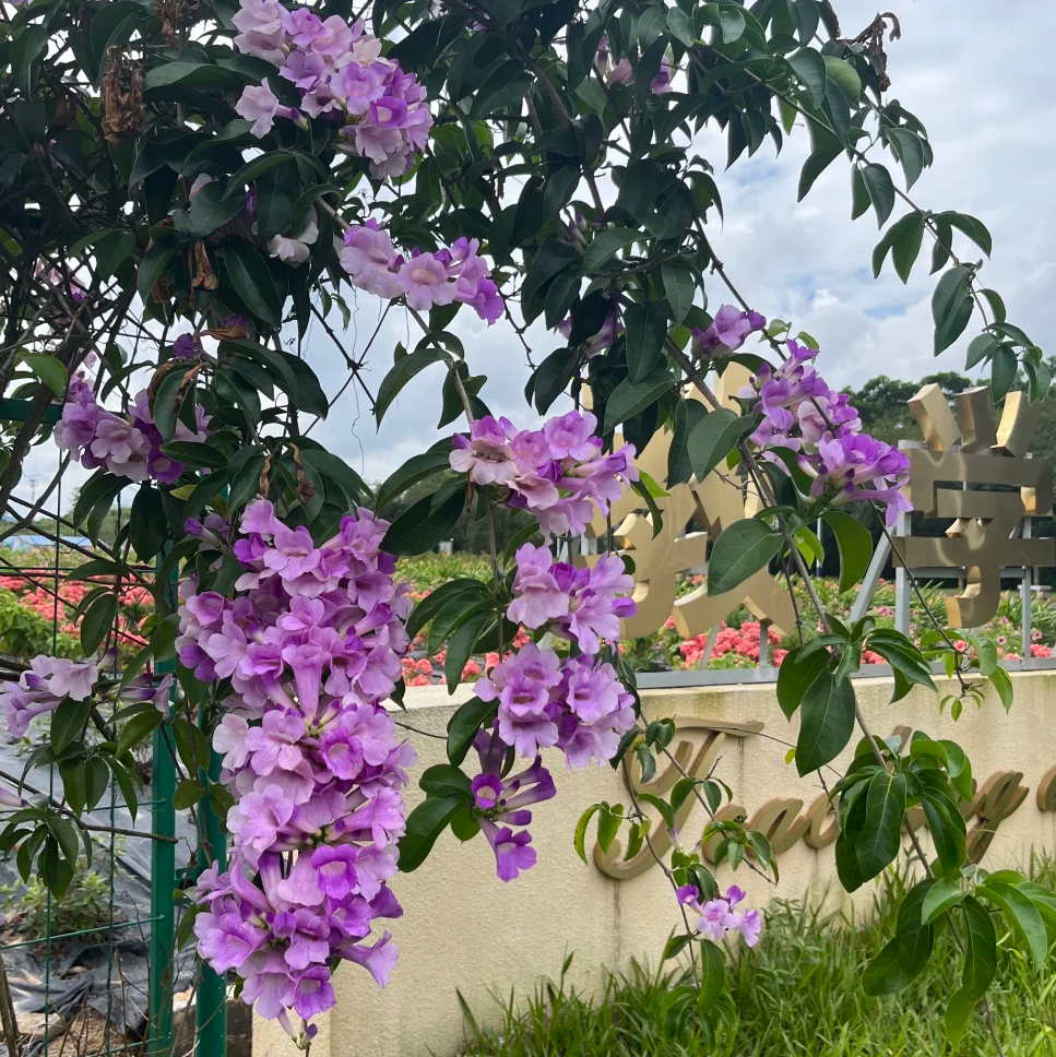 蒜香藤花 紫铃藤 阳台庭院盆栽攀援蒜香藤花苗 当年开花爬藤绿植,淘宝优惠券,粉丝福利购,淘宝优惠卷