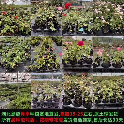 月季花苗小苗花卉绿植物室内外阳台爬藤灌木盆栽蔷薇玫瑰容易开花 - 图3