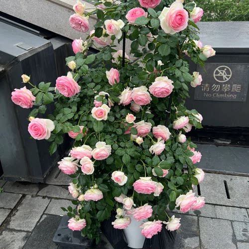 月季花苗小苗花卉绿植物室内外阳台爬藤灌木盆栽蔷薇玫瑰容易开花 - 图0