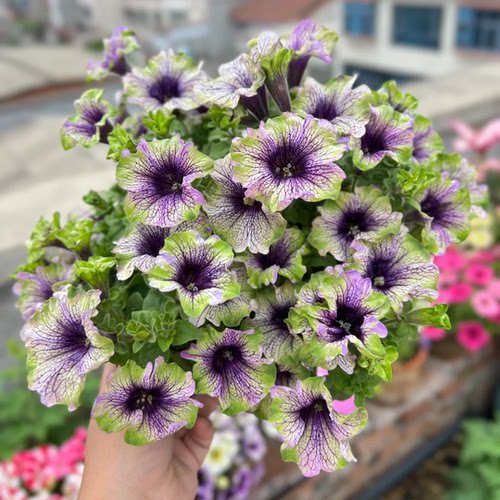 重瓣矮牵牛盆栽带花星空大苗阳台庭院垂吊植物花卉花期长牵牛花苗 - 图2