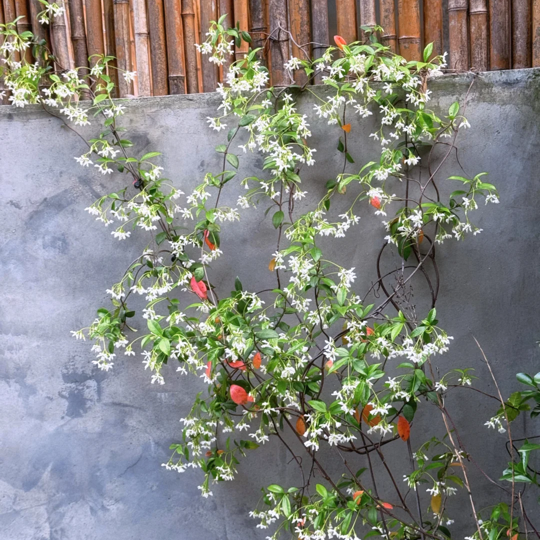 风车茉莉大苗老桩爬藤植物四季常青开花阳台藤蔓庭院阳台浓香花卉,淘宝优惠券,粉丝福利购,淘宝优惠卷