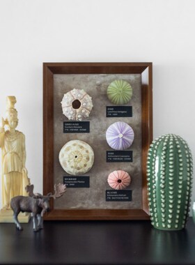 生野造物有胆亮氛围灯夜灯海胆灯标本软装挂画桌面摆件生日礼物